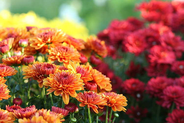 Yellow, orange, and red chrysanthemums.
